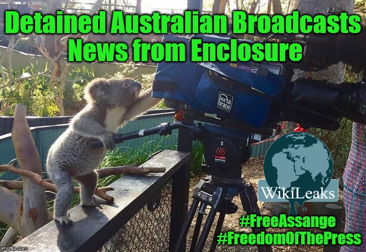 Level: WikiLeaks | Detained Australian Broadcasts News from Enclosure; #FreeAssange #FreedomOfThePress | image tagged in koala camera operator,julian assange,wikileaks,free assange,freedom of the press | made w/ Imgflip meme maker