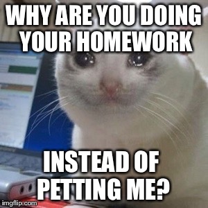Crying cat | WHY ARE YOU DOING YOUR HOMEWORK; INSTEAD OF PETTING ME? | image tagged in crying cat | made w/ Imgflip meme maker