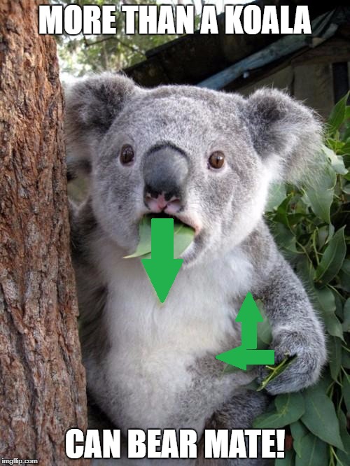 MORE THAN A KOALA CAN BEAR MATE! | made w/ Imgflip meme maker