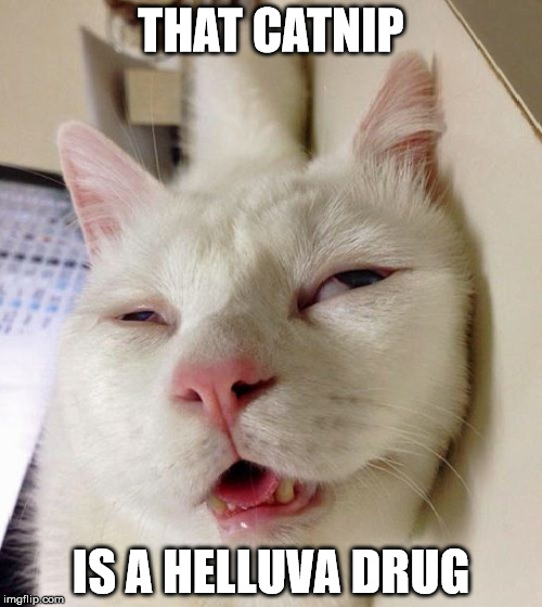 Catness | THAT CATNIP; IS A HELLUVA DRUG | image tagged in catness,catnip,in a better place,in my happy place,rick james if he was a cat,0 foxtrots given | made w/ Imgflip meme maker