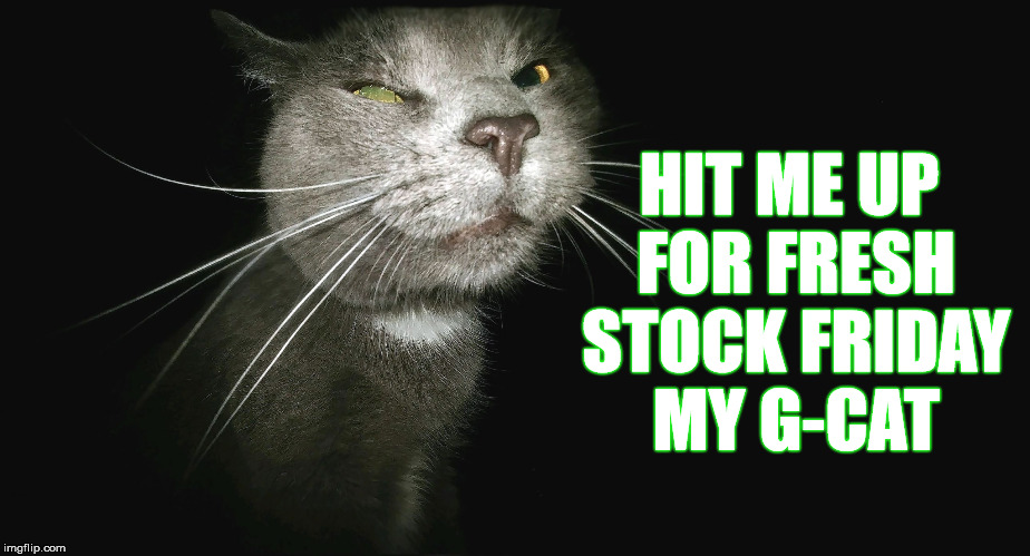 Stalker Cat | HIT ME UP FOR FRESH STOCK FRIDAY MY G-CAT | image tagged in stalker cat | made w/ Imgflip meme maker