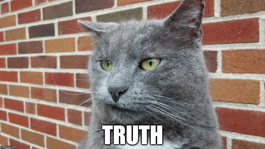 Evil Cat | TRUTH | image tagged in evil cat | made w/ Imgflip meme maker