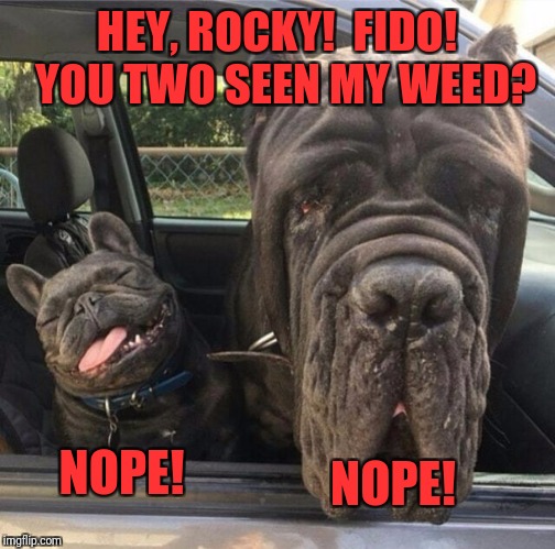 Shit!  Thought I left it on the couch! | HEY, ROCKY!  FIDO!  YOU TWO SEEN MY WEED? NOPE! NOPE! | image tagged in memes,funny,funny memes,dank memes,dank,weed | made w/ Imgflip meme maker