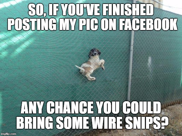 The Dangers Of Taking "A Fence" | SO, IF YOU'VE FINISHED POSTING MY PIC ON FACEBOOK; ANY CHANCE YOU COULD BRING SOME WIRE SNIPS? | image tagged in memes,meme,dogs,dog,offended,fence | made w/ Imgflip meme maker