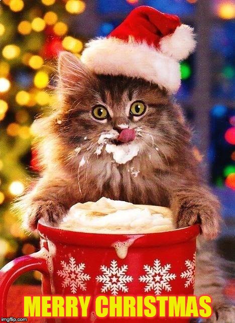 Christmas-cat | MERRY CHRISTMAS | image tagged in christmas-cat | made w/ Imgflip meme maker