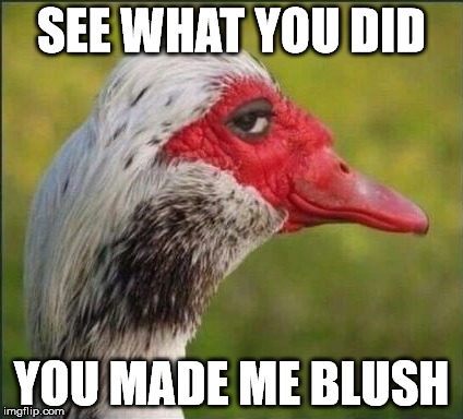 Blush | SEE WHAT YOU DID; YOU MADE ME BLUSH | image tagged in blushing | made w/ Imgflip meme maker
