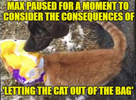 Poignant 'Paws' | MAX PAUSED FOR A MOMENT TO CONSIDER THE CONSEQUENCES OF; 'LETTING THE CAT OUT OF THE BAG' | image tagged in memes,meme,cats,cat,dogs,dog | made w/ Imgflip meme maker