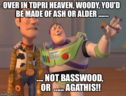 X, X Everywhere Meme | OVER IN TDPRI HEAVEN, WOODY, YOU'D BE MADE OF ASH OR ALDER ....... .... NOT BASSWOOD, OR 
...... AGATHIS!! | image tagged in memes,x x everywhere | made w/ Imgflip meme maker