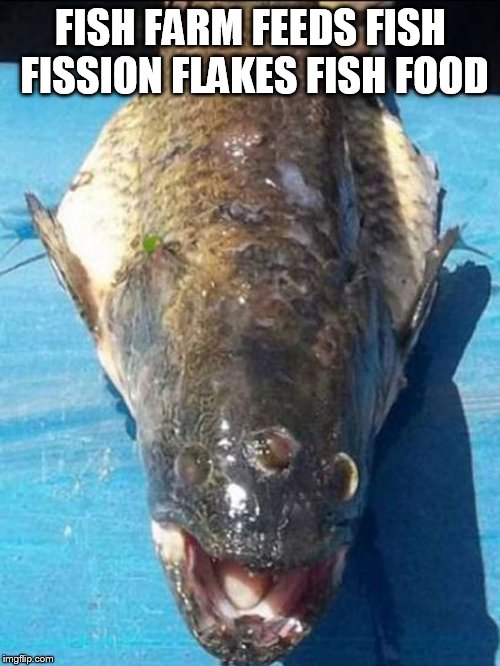 FISH FARM FEEDS FISH FISSION FLAKES FISH FOOD | made w/ Imgflip meme maker