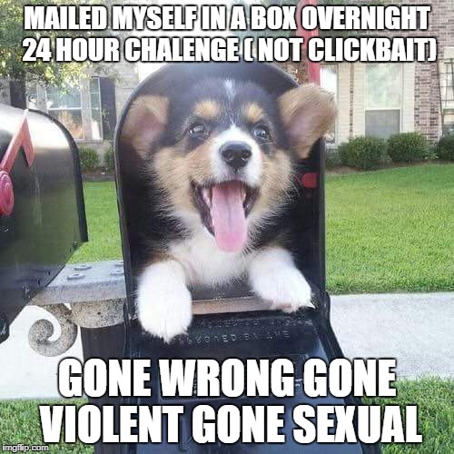 Cute doggo in mailbox | MAILED MYSELF IN A BOX OVERNIGHT 24 HOUR CHALENGE ( NOT CLICKBAIT); GONE WRONG GONE VIOLENT GONE SEXUAL | image tagged in cute doggo in mailbox | made w/ Imgflip meme maker