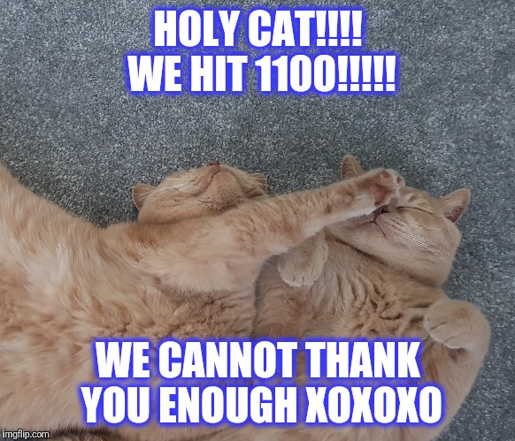 HOLY CAT!!!! WE HIT 1100!!!!! WE CANNOT THANK YOU ENOUGH XOXOXO | image tagged in cats are awesome,cute cat | made w/ Imgflip meme maker