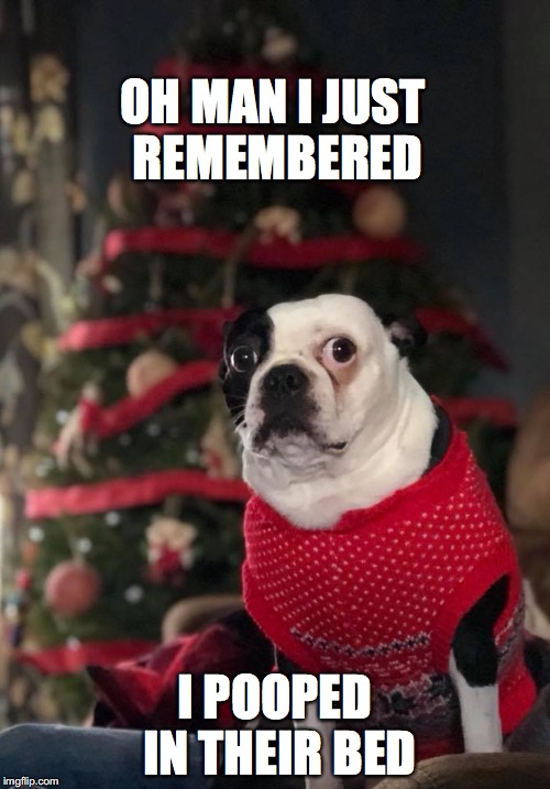 Oh Man! Lilly the BT | OH MAN I JUST REMEMBERED; I POOPED IN THEIR BED | image tagged in boston terrier,cute puppies,dogs,funny dogs,big eyes | made w/ Imgflip meme maker