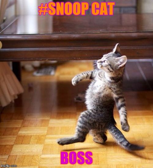 Cat Walking Like A Boss | #SNOOP CAT; BOSS | image tagged in cat walking like a boss | made w/ Imgflip meme maker