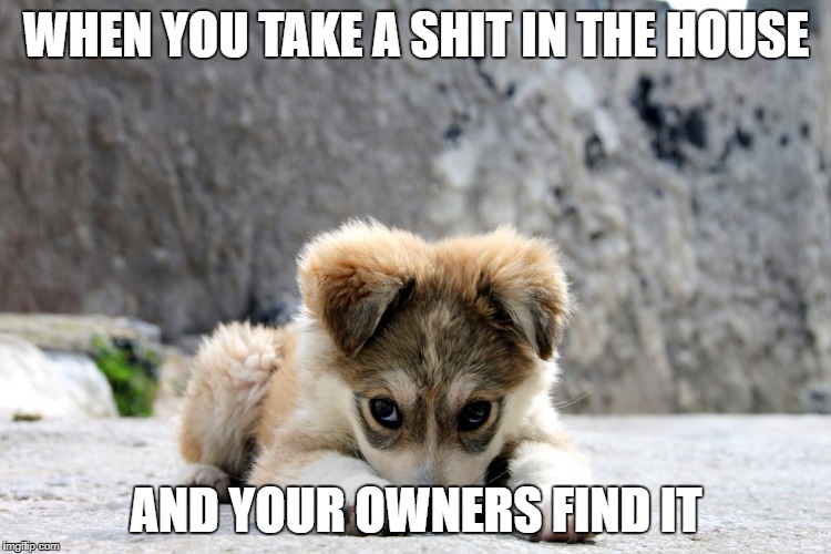 WHEN YOU TAKE A SHIT IN THE HOUSE; AND YOUR OWNERS FIND IT | made w/ Imgflip meme maker