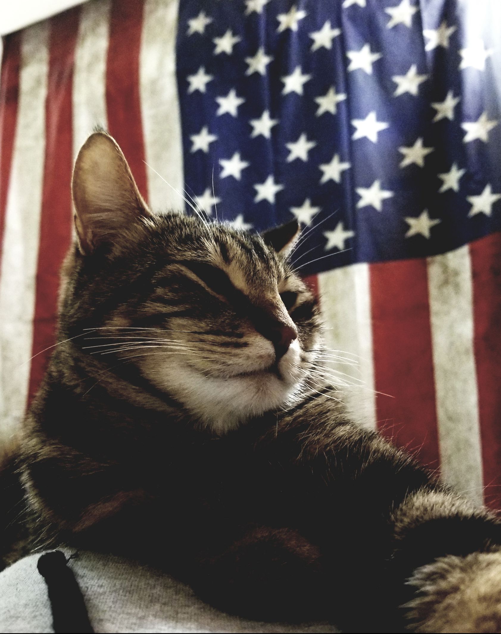 Muricat  Blank Meme Template