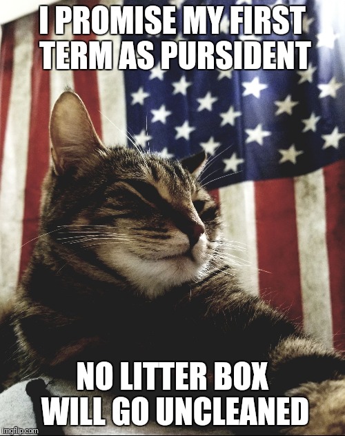 Muricat  | I PROMISE MY FIRST TERM AS PURSIDENT; NO LITTER BOX WILL GO UNCLEANED | image tagged in muricat | made w/ Imgflip meme maker