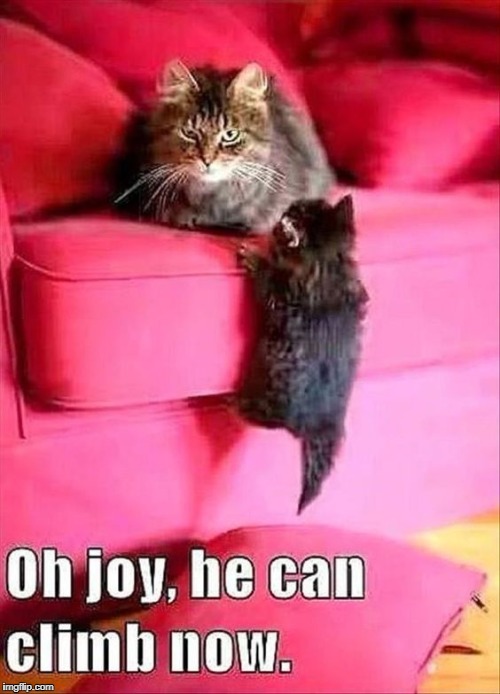 funny cats +baby cat | image tagged in funny cats baby cat | made w/ Imgflip meme maker