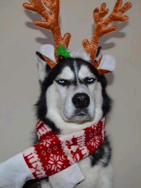 Husky Happy Holidays Blank Meme Template