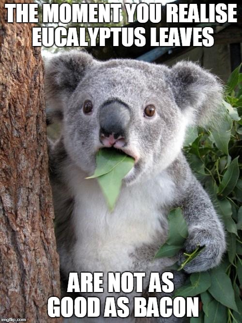 Surprised Koala Meme | THE MOMENT YOU REALISE EUCALYPTUS LEAVES; ARE NOT AS GOOD AS BACON | image tagged in memes,surprised koala | made w/ Imgflip meme maker