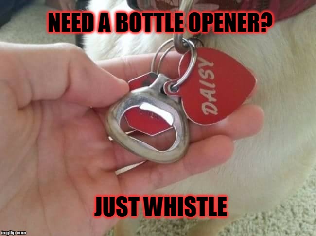 Good Girl Daisy | NEED A BOTTLE OPENER? JUST WHISTLE | image tagged in daisy,dogs | made w/ Imgflip meme maker