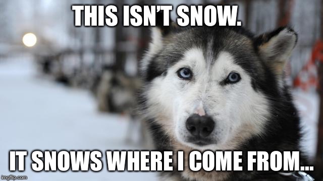 THIS ISN’T SNOW. IT SNOWS WHERE I COME FROM... | image tagged in siberian huskey | made w/ Imgflip meme maker