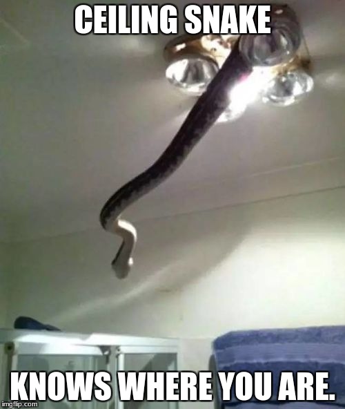 Ceiling Snake | CEILING SNAKE; KNOWS WHERE YOU ARE. | image tagged in funny,snake,ceiling | made w/ Imgflip meme maker