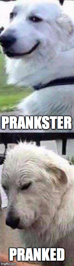 Prankster Vs Pranked | PRANKSTER; PRANKED | image tagged in raydog,dogs,prank,memes | made w/ Imgflip meme maker
