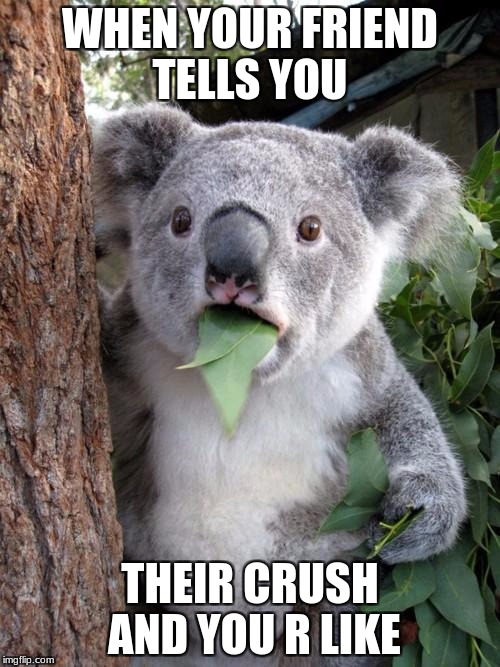 Surprised Koala | WHEN YOUR FRIEND TELLS YOU; THEIR CRUSH AND YOU R LIKE | image tagged in memes,surprised koala | made w/ Imgflip meme maker