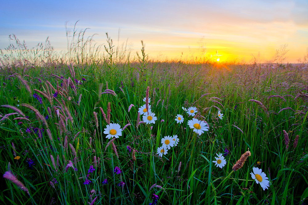 High Quality Sunrise meadow Blank Meme Template