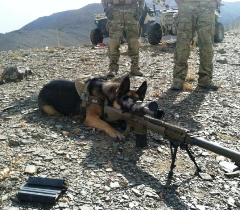 Sniper Dog Blank Meme Template