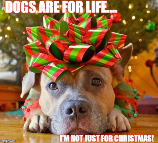 DOGS ARE FOR LIFE.... I'M NOT JUST FOR CHRISTMAS! | image tagged in thai ridgebacks uk | made w/ Imgflip meme maker
