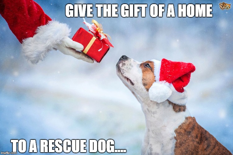 DOGS | GIVE THE GIFT OF A HOME; TO A RESCUE DOG.... | image tagged in dogs | made w/ Imgflip meme maker