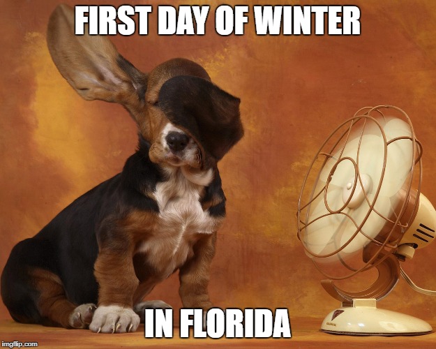 Florida Winter | FIRST DAY OF WINTER; IN FLORIDA | image tagged in dog | made w/ Imgflip meme maker
