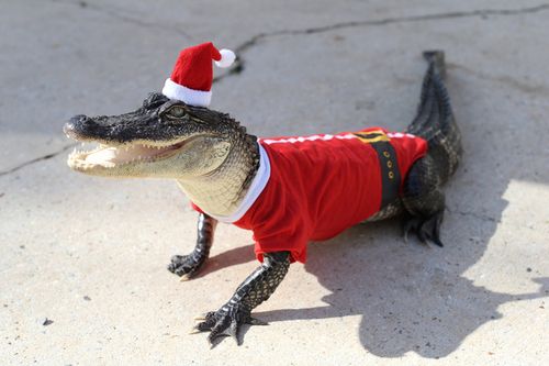 Santa Gator Blank Meme Template