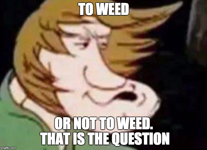 Dank Shaggy | TO WEED; OR NOT TO WEED. THAT IS THE QUESTION | image tagged in dank shaggy | made w/ Imgflip meme maker