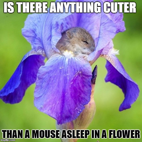 mouse in a flower | IS THERE ANYTHING CUTER; THAN A MOUSE ASLEEP IN A FLOWER | image tagged in flower,mouse | made w/ Imgflip meme maker