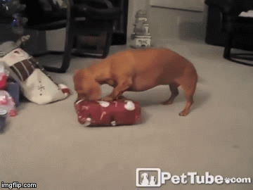 dachshundchristmaspresent | image tagged in gifs,dogs,christmas,funny | made w/ Imgflip video-to-gif maker