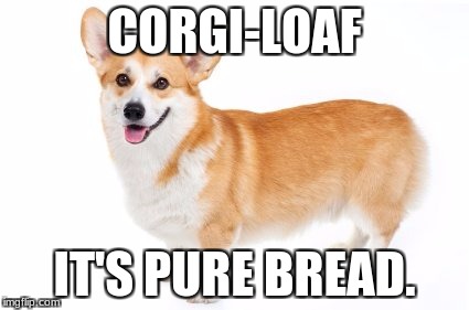 pure-bread corgi loafs | CORGI-LOAF; IT'S PURE BREAD. | image tagged in corgi,bread,the purge | made w/ Imgflip meme maker