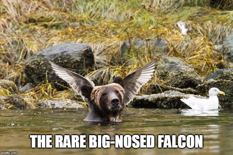 THE RARE BIG-NOSED FALCON | image tagged in rare big-nosed falcon | made w/ Imgflip meme maker