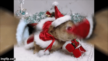 CHRISTMAS ANIMALS | image tagged in gifs,christmas,animals,cute,cat,puppy | made w/ Imgflip video-to-gif maker
