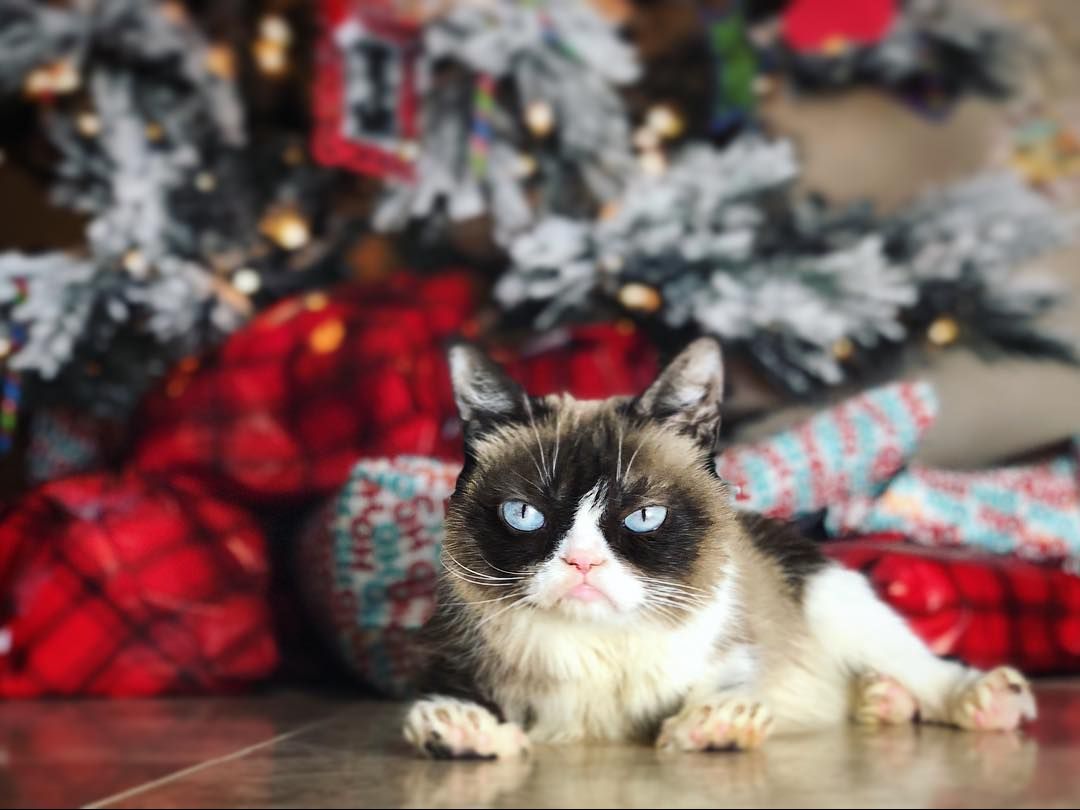 High Quality Grumpy Cat Under the Christmas Tree Blank Meme Template