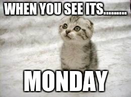 Sad Cat Meme | WHEN YOU SEE ITS......... MONDAY | image tagged in memes,sad cat | made w/ Imgflip meme maker