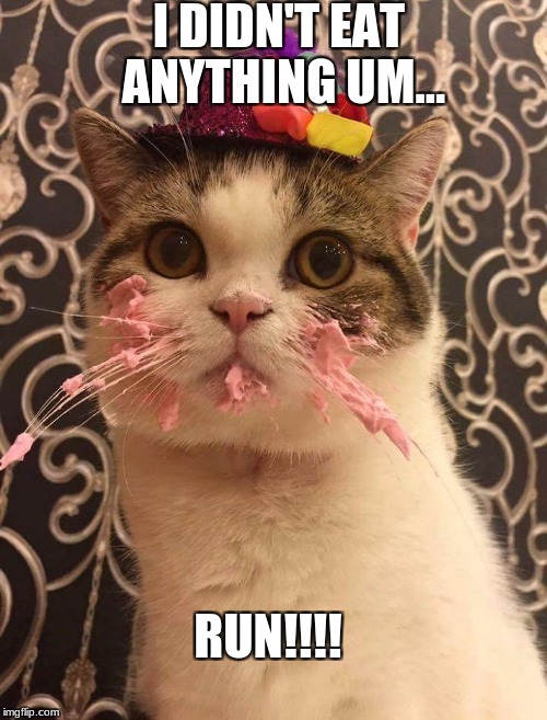 Cupcake Cat | I DIDN'T EAT ANYTHING UM... RUN!!!! | image tagged in funny,cupcakes,cats,big trouble | made w/ Imgflip meme maker