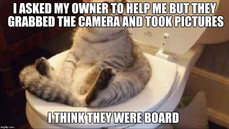 I ASKED MY OWNER TO HELP ME BUT THEY GRABBED THE CAMERA AND TOOK PICTURES; I THINK THEY WERE BOARD | image tagged in funny | made w/ Imgflip meme maker