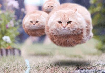 Pussy Comitatus Blank Meme Template