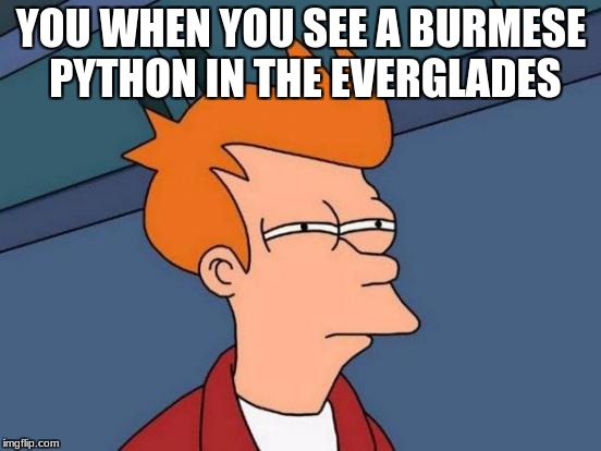Futurama Fry | YOU WHEN YOU SEE A BURMESE PYTHON IN THE EVERGLADES | image tagged in memes,futurama fry | made w/ Imgflip meme maker