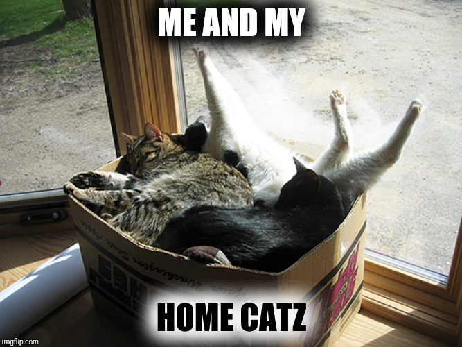 ME AND MY HOME CATZ | made w/ Imgflip meme maker