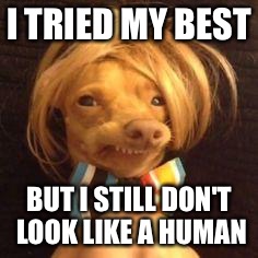 phteven dog | I TRIED MY BEST; BUT I STILL DON'T LOOK LIKE A HUMAN | image tagged in phteven dog | made w/ Imgflip meme maker