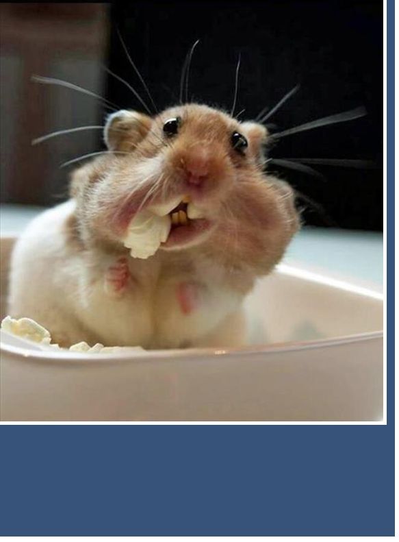 Hamster in Popcorn Bowl Blank Meme Template