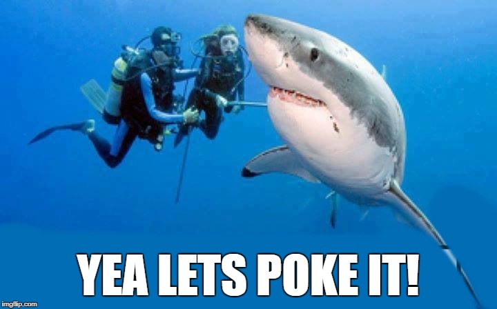 lets poke it | YEA LETS POKE IT! | image tagged in great white shark | made w/ Imgflip meme maker